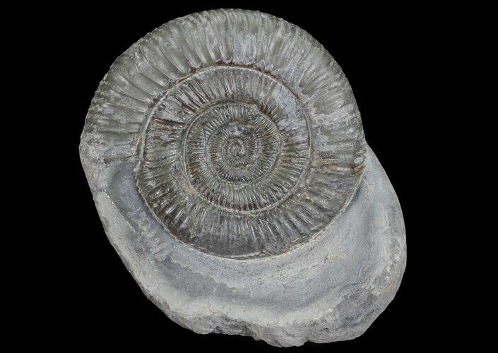 Dactylioceras Ammonite Stand Up - England #68152